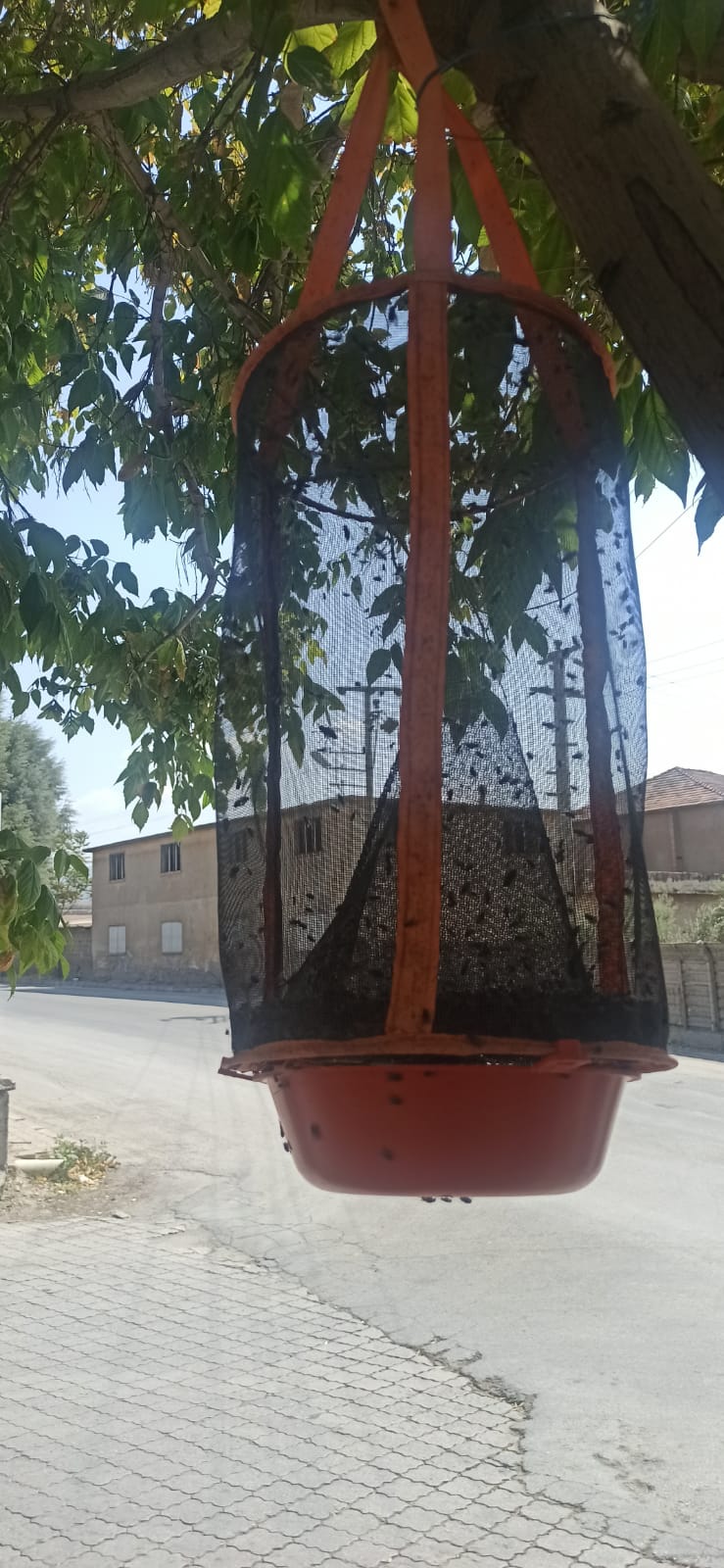 ORGANİK KARASİNEK TUZAKLARI